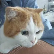 り