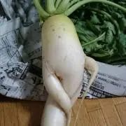 だいこん君の画像