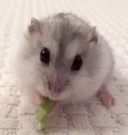 ちーあーの画像