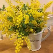 mimoの画像