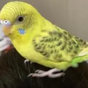 あっきー
