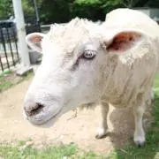 めー