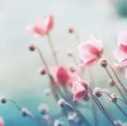 ごまの画像