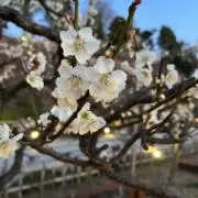 にこにこの画像