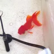 ふりどの画像