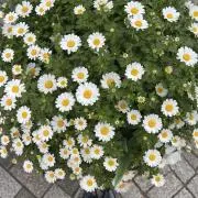 ゆの画像