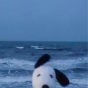 ゆき