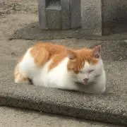 ちょこ