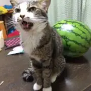 ダイヤ