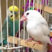 みんと&ちゅんの画像