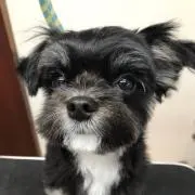 あひまひ