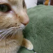CHAの画像
