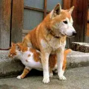 みーい(いきなり購入OKです)