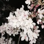 ちゅま