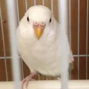 ももえ