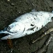 die