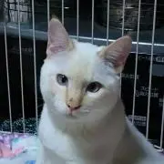 坊主