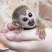 おさるさん♫の画像