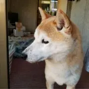 しょうちゃん