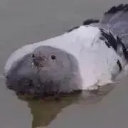 鳩村さんの画像