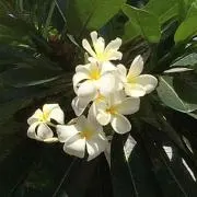 Itahana