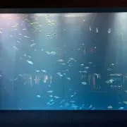 はんにゃ