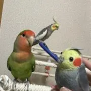 ピクルス