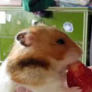 にゃん