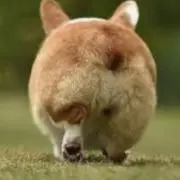 プリ