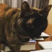 じ*ん様 ▽レア✨美品✨マックスマーラ ウィークエンド テディベア 