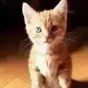 苺杏仁の画像