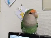 ユミムエの画像