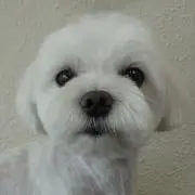 ポノの画像