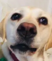 もかの画像