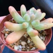 ume✳︎【送料無料】の画像