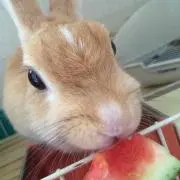 はずん