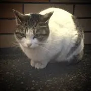 Ru-maの画像