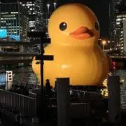 あひるの画像