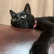 たくみの画像