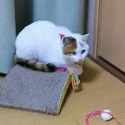ゆうまみの画像