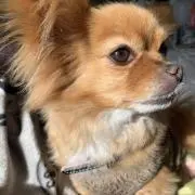あの画像
