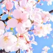 かずの画像