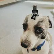ようくまの画像