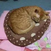 さー