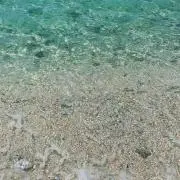 くーの画像