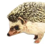 はりねずみの画像