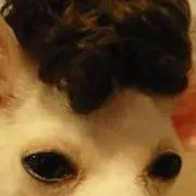Marosanの画像