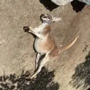 Yamの画像
