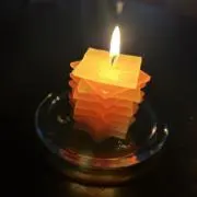モンステラの画像
