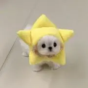 そにゃの画像